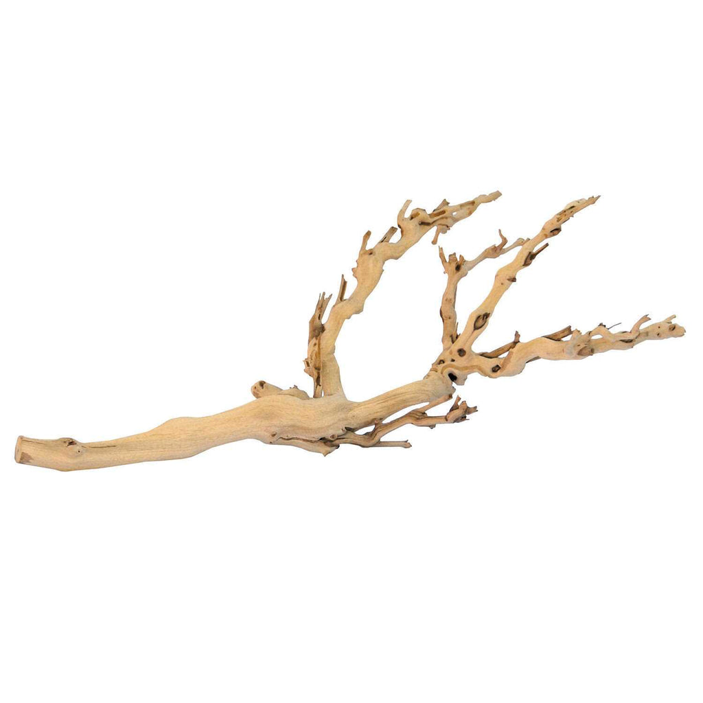 Forest Branch K41890