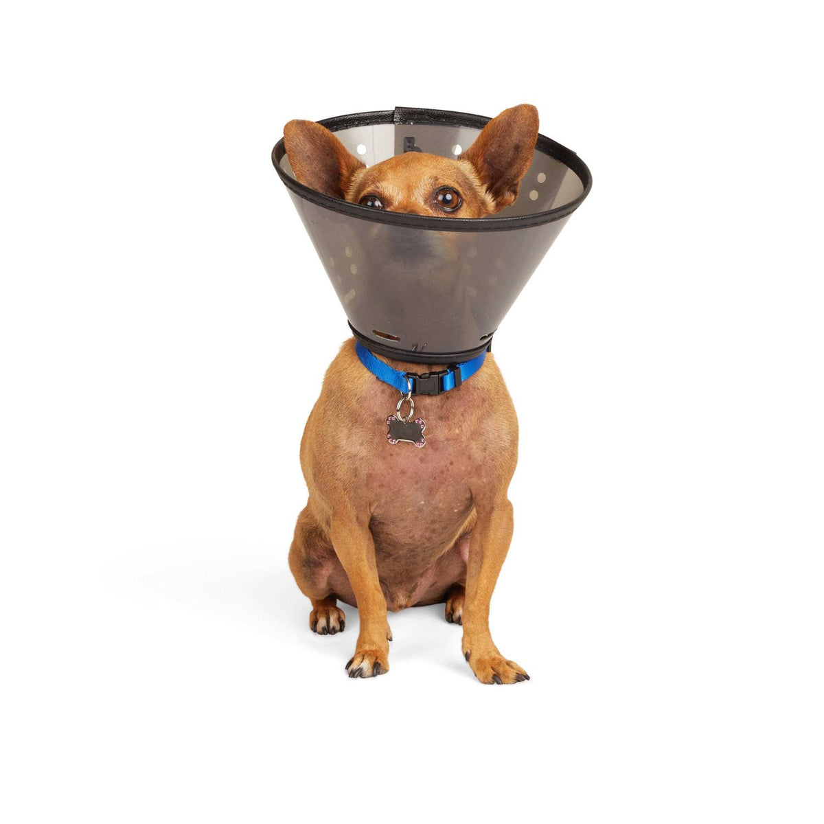 Recovery Cone Collar T736