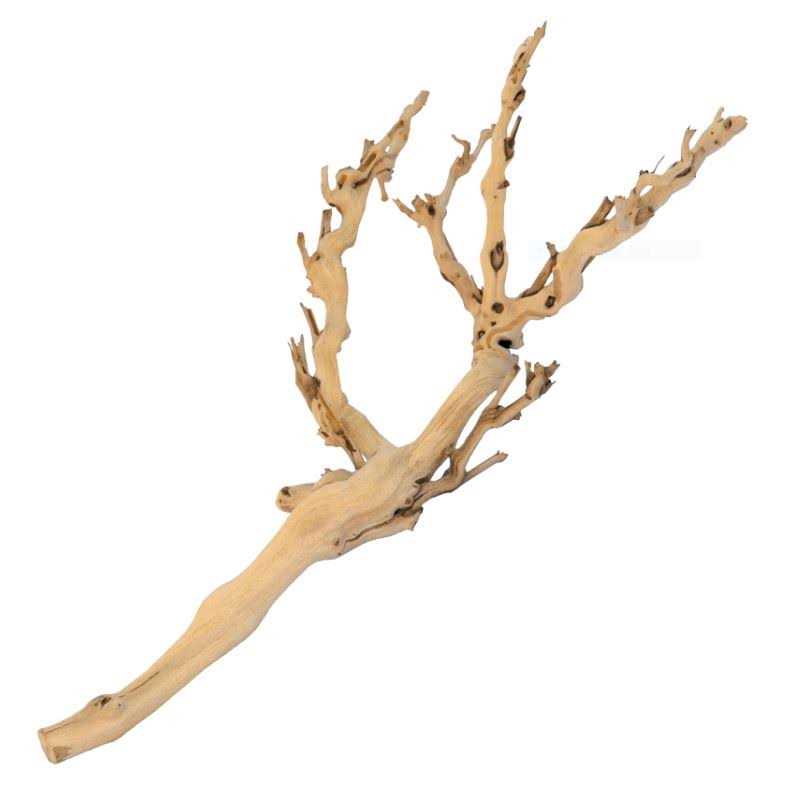 Forest Branch K41890