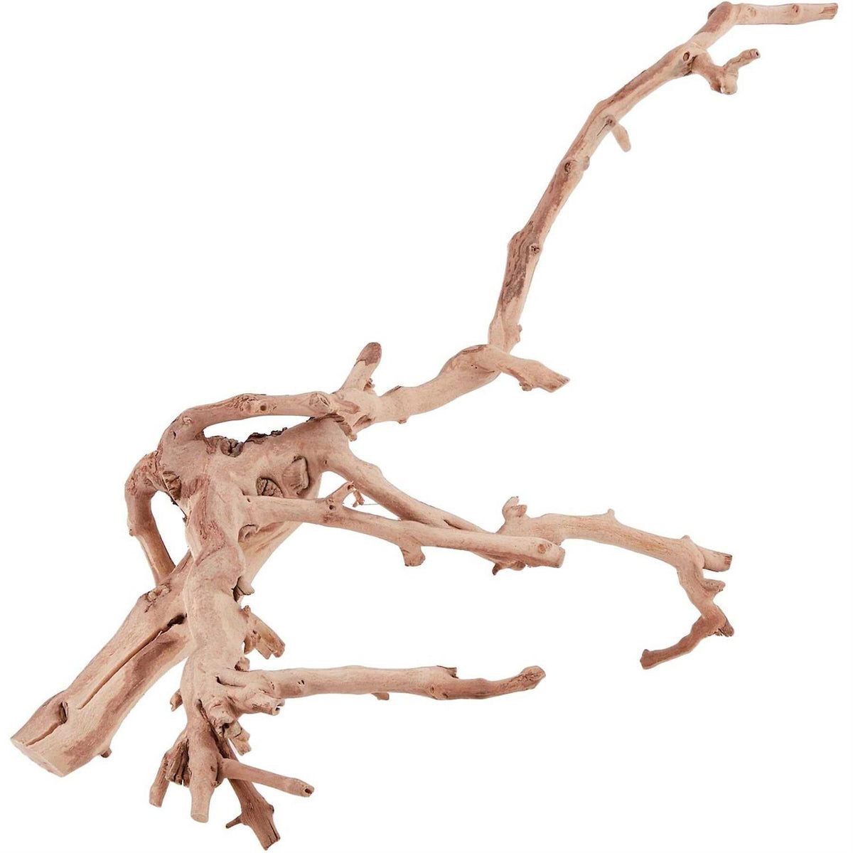 Forest Branch K41890