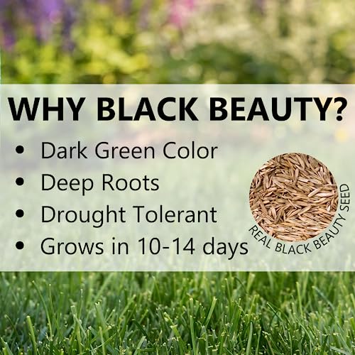 Black Beauty Heavy Traffic Grass Seed 25 lb D190