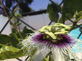 Edible Purple Passion Flower Fruit Vine Live Plant X515937