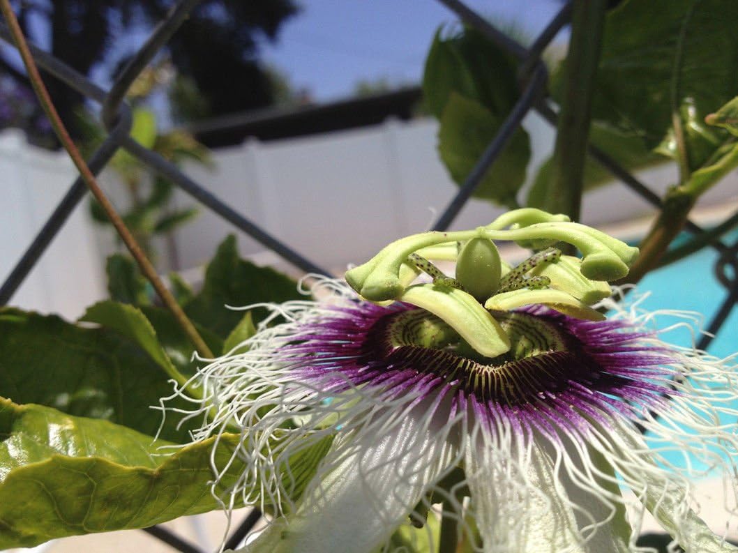 Edible Purple Passion Flower Fruit Vine Live Plant X515937