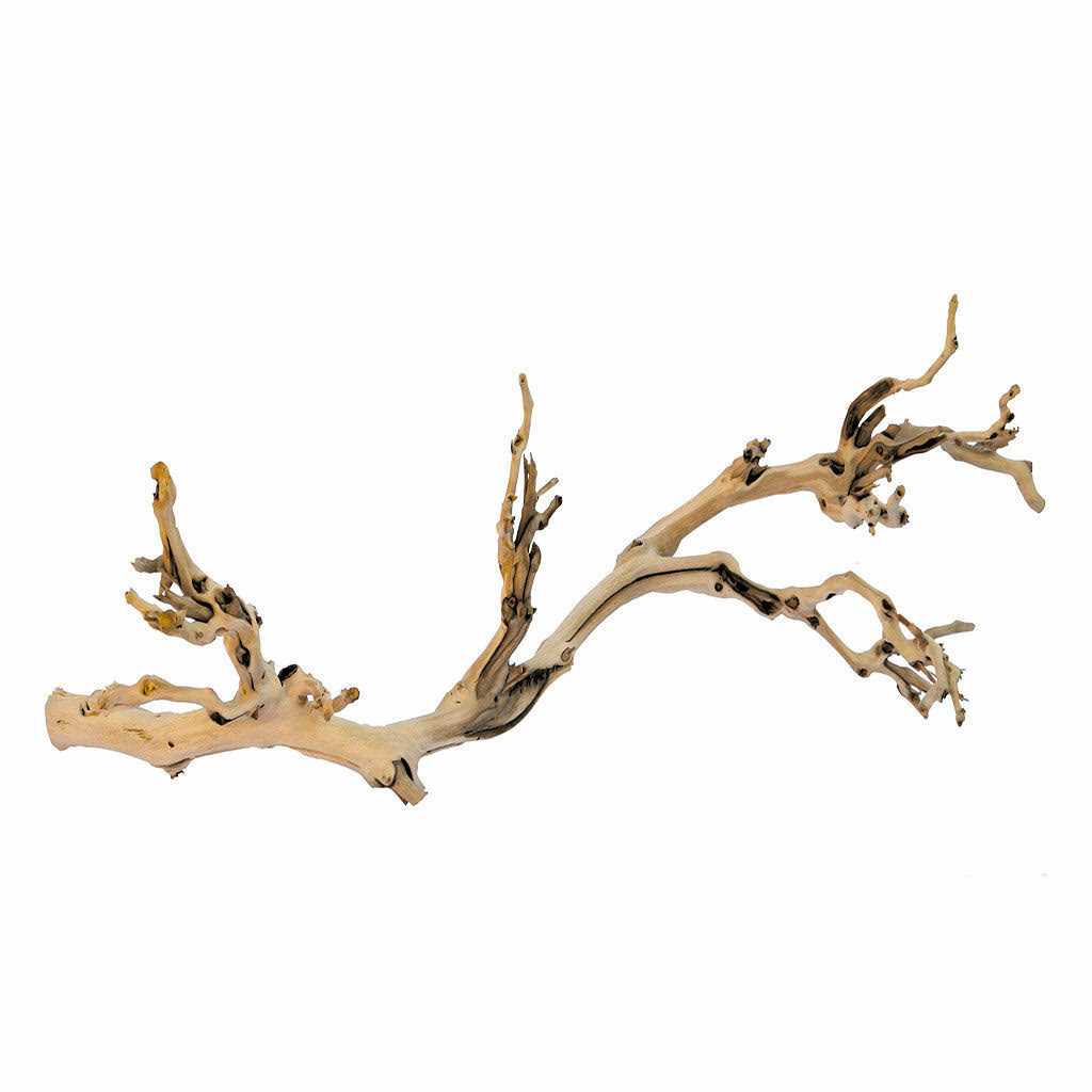 Forest Branch K41890