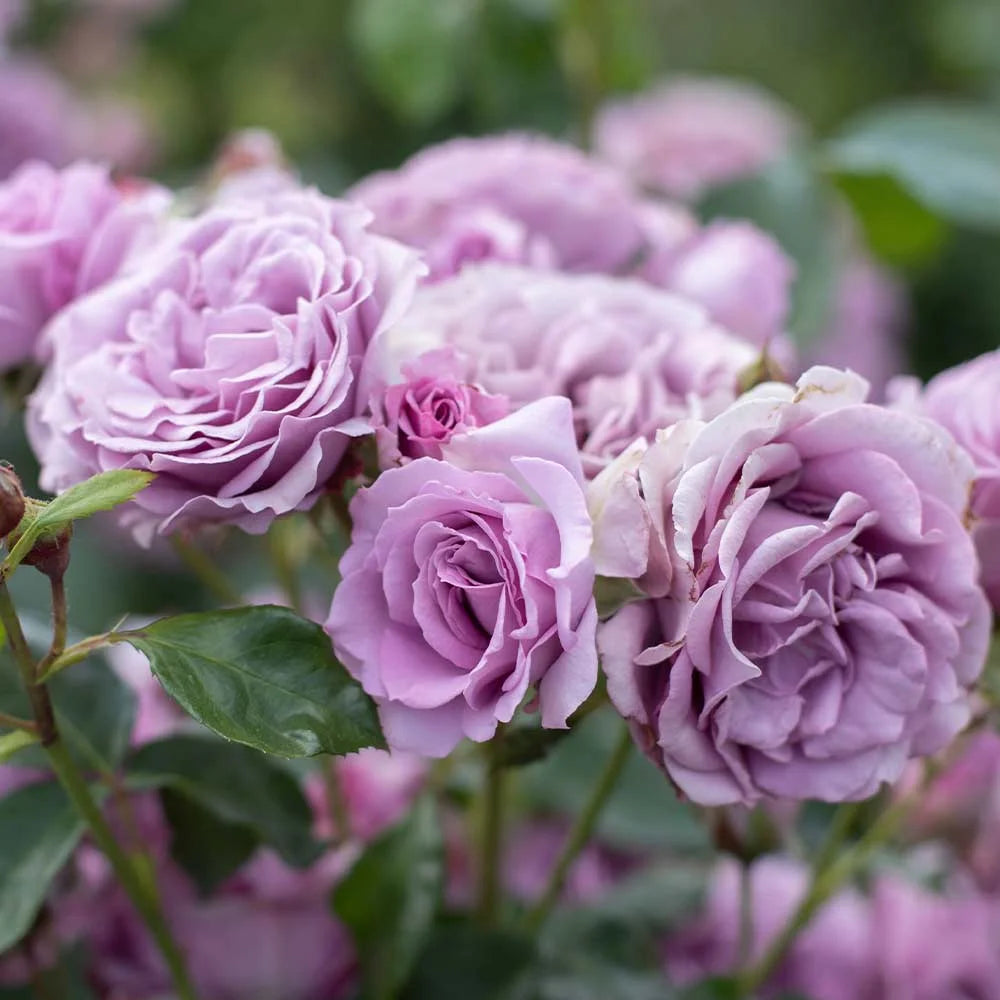 Purple Climbing Rose Live Plant N510