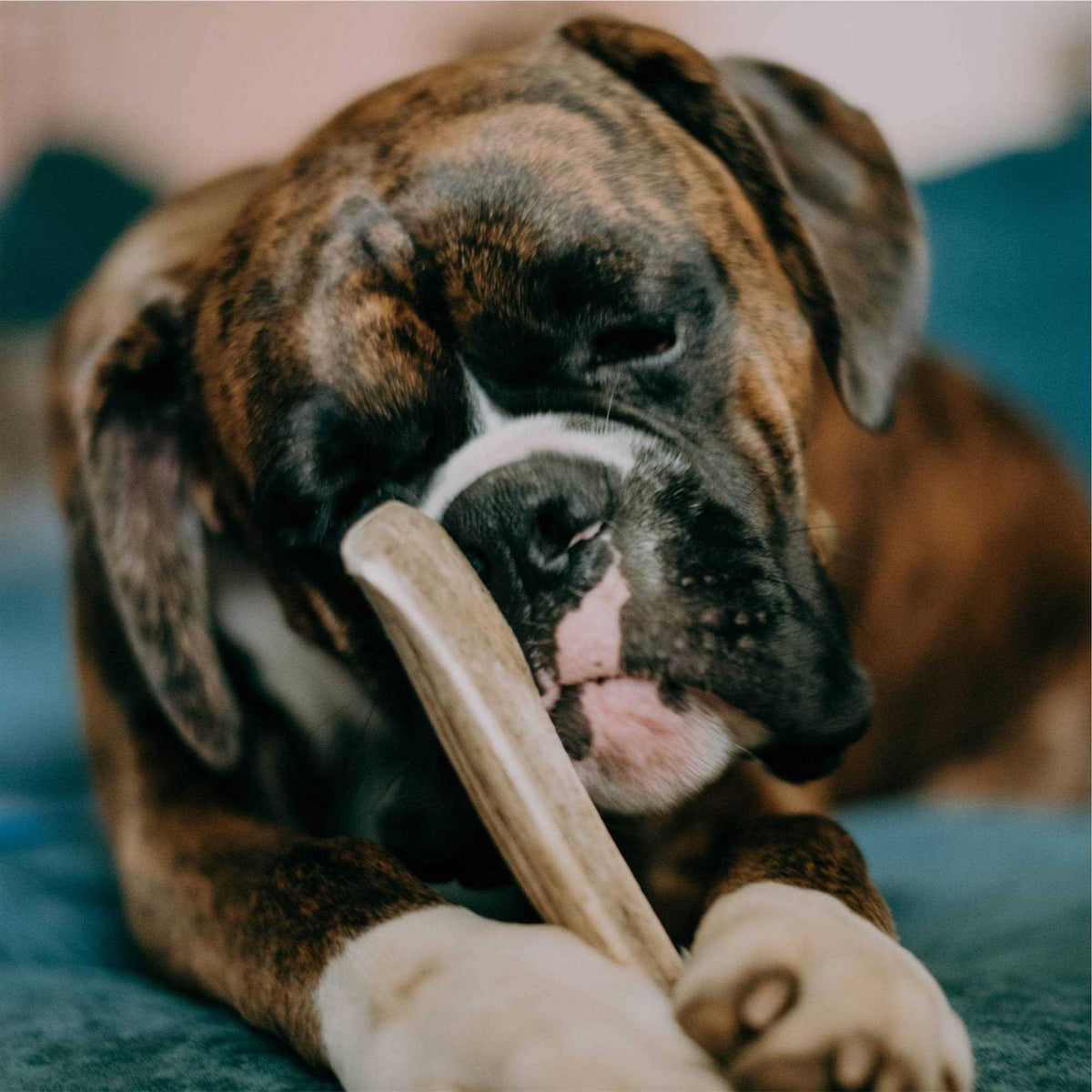 Elk Antler Dog Treats T52234