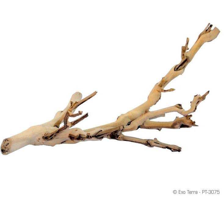Forest Branch K41890