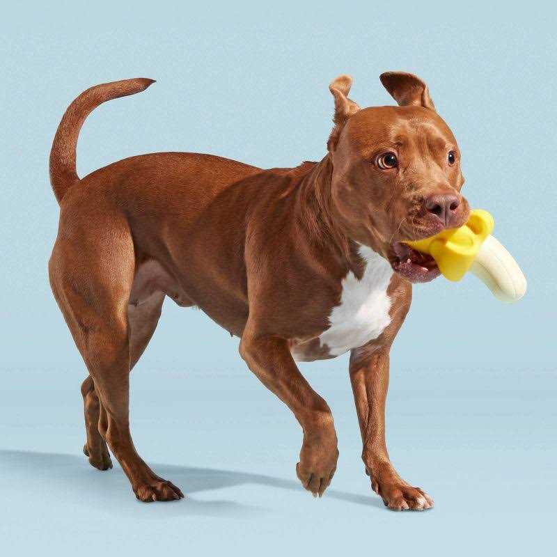 Super Chewer Dog Toy Q637276