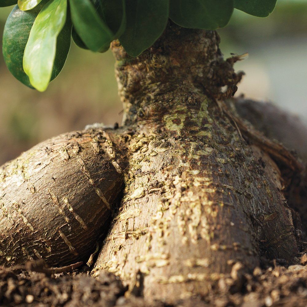 Ginseng Grafted Ficus Bonsai E78055