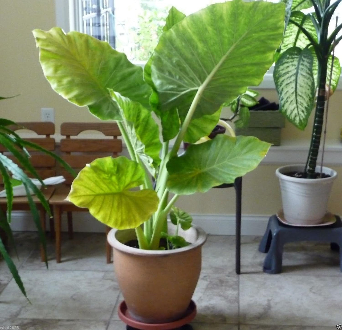 3 Bulbs Colocasia Esculenta S164494