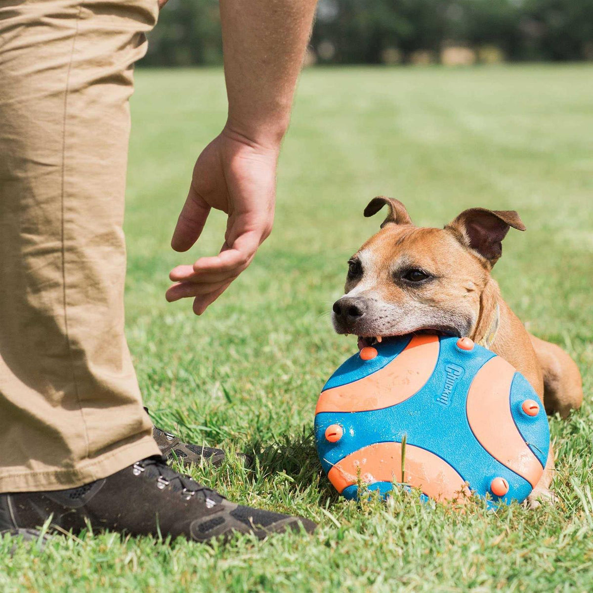 Whistle Dog Toy U699