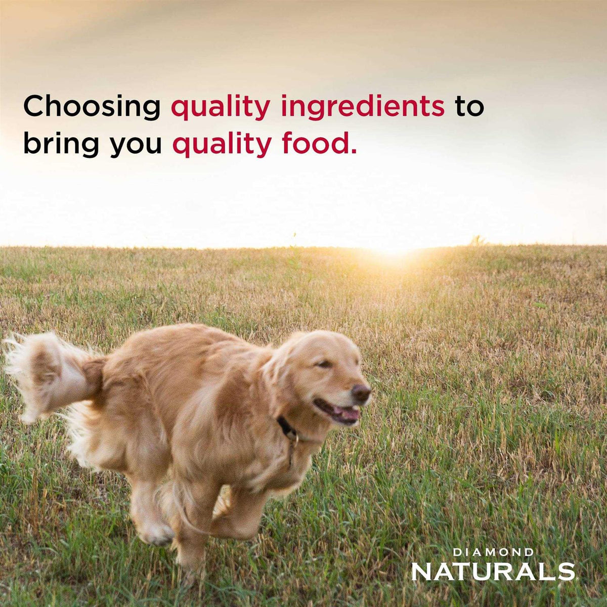 Senior Dry Dog Food D34880