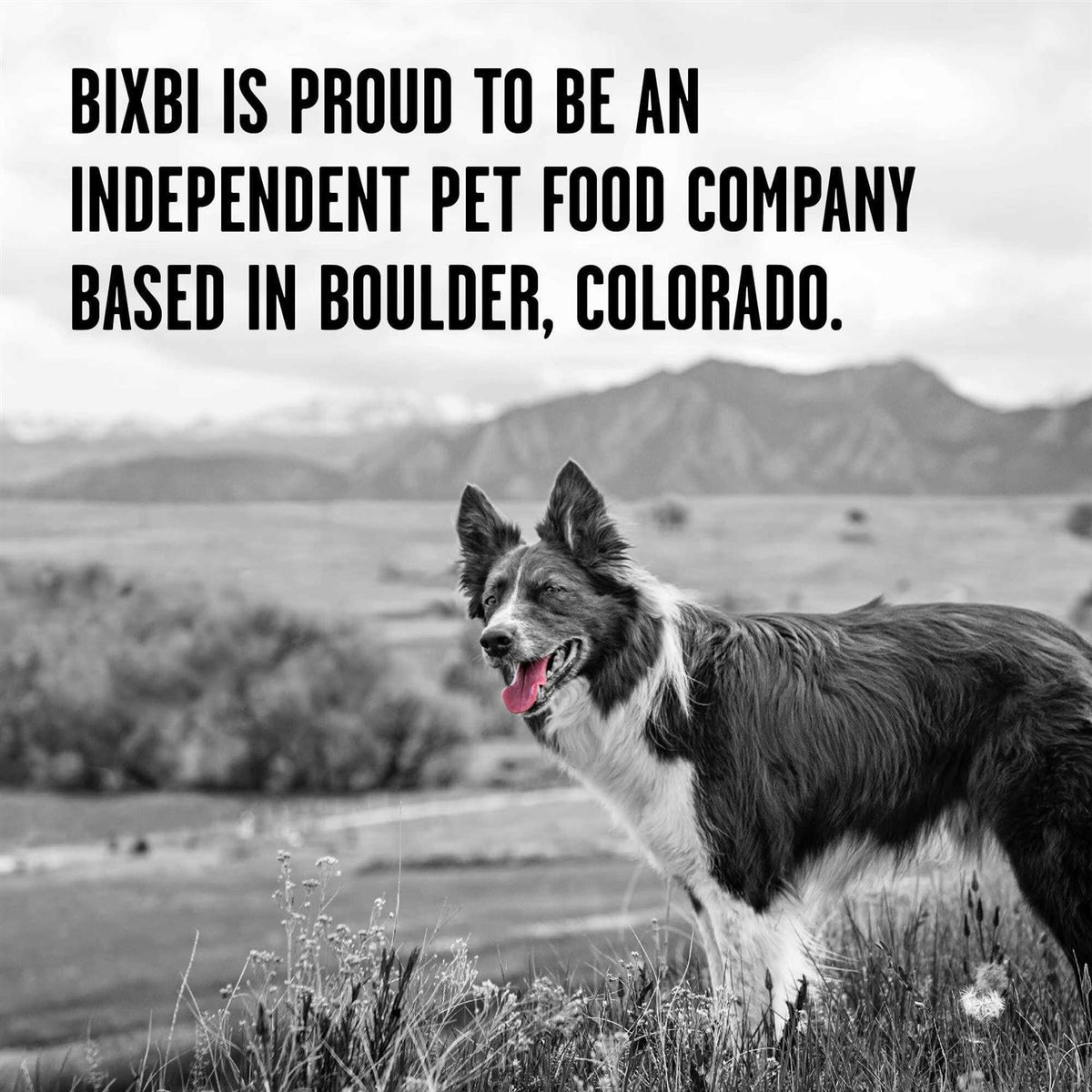 Freeze Dried Beef Dog Food Y46140