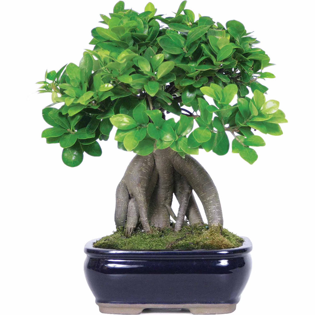 Ginseng Grafted Ficus Bonsai E78055