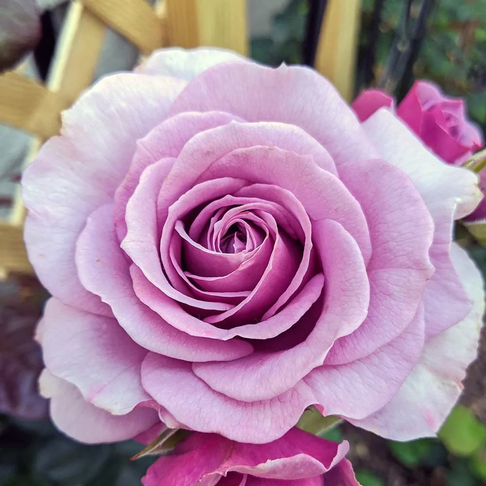 Purple Climbing Rose Live Plant N510