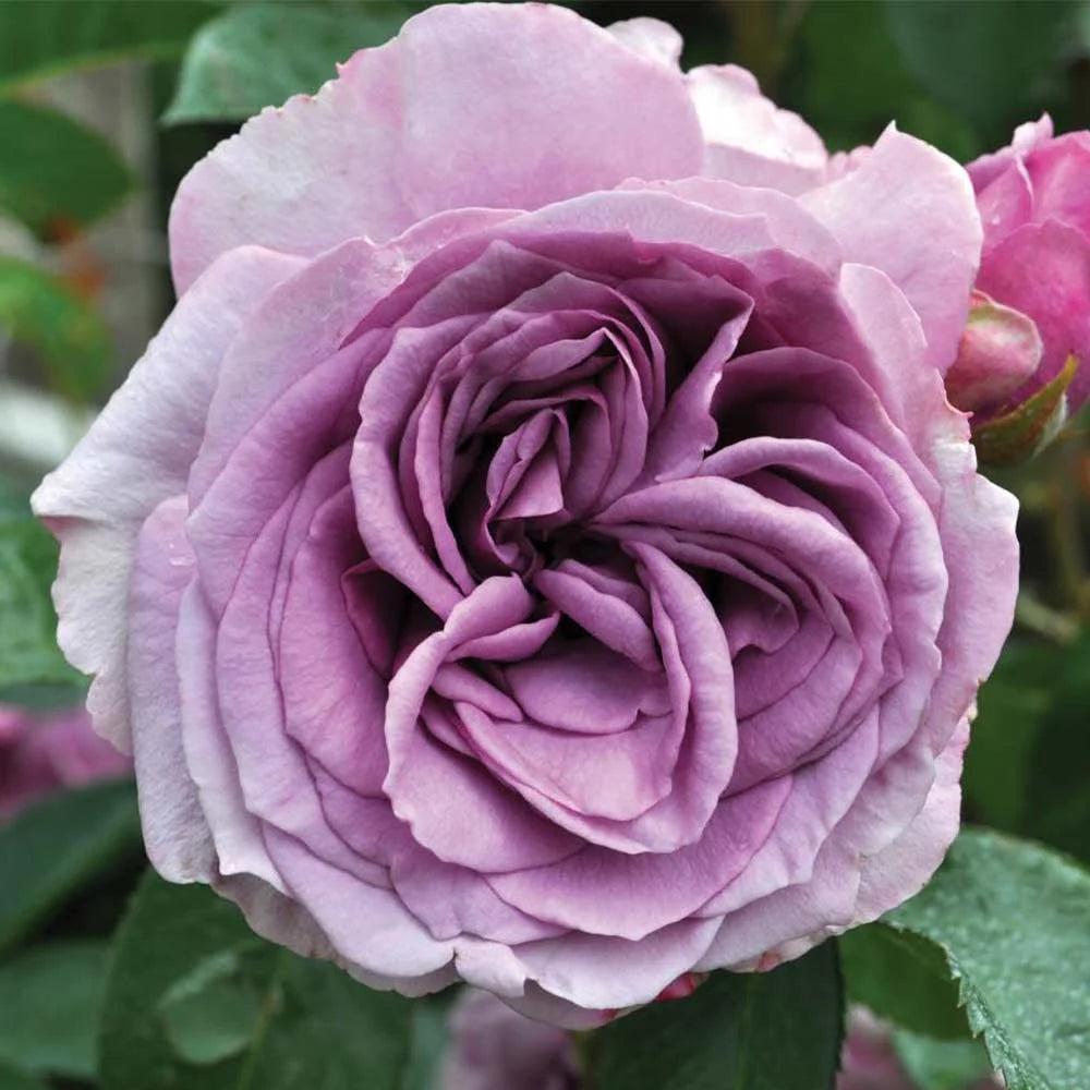 Purple Climbing Rose Live Plant N510