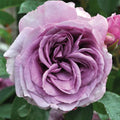 Purple Climbing Rose Live Plant N510