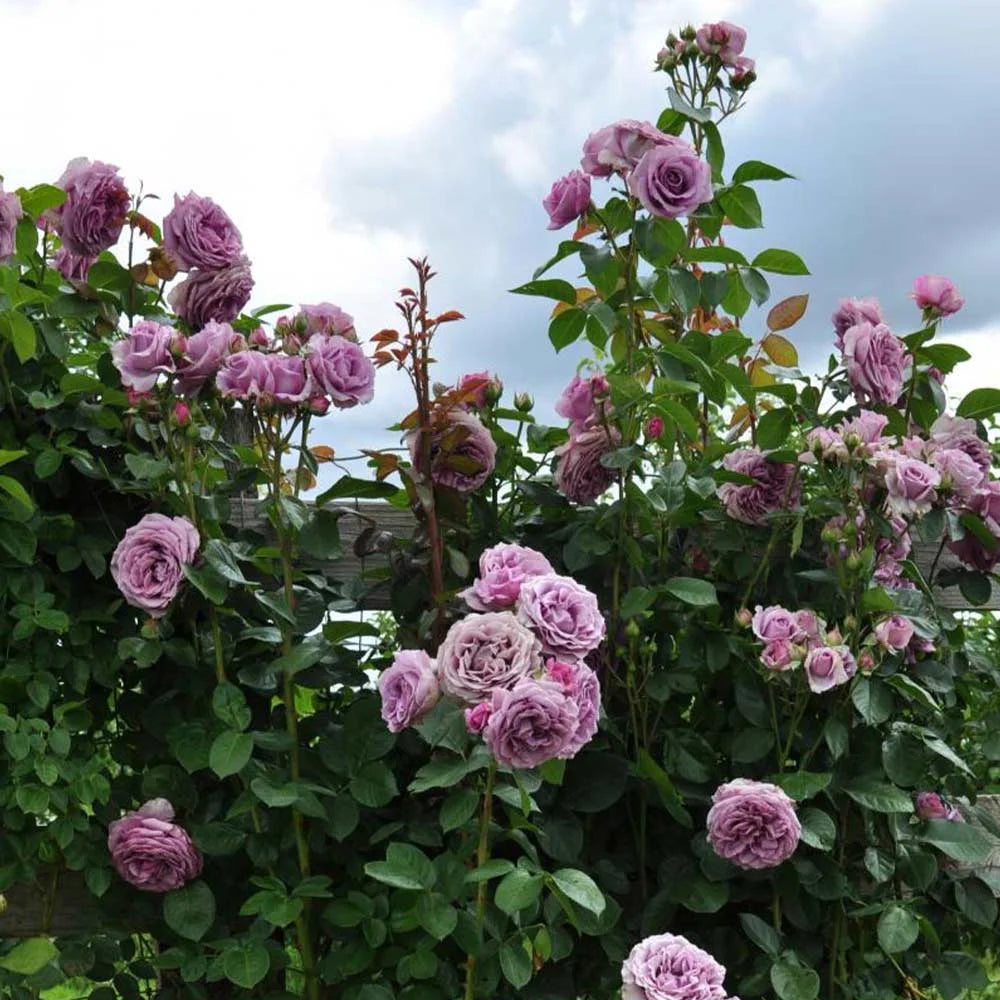 Purple Climbing Rose Live Plant N510