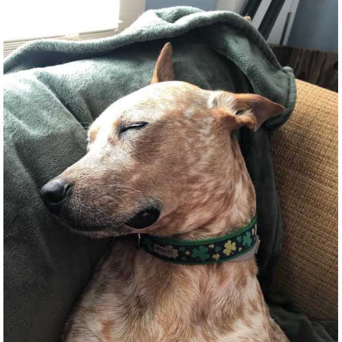 Dog Collar H164501
