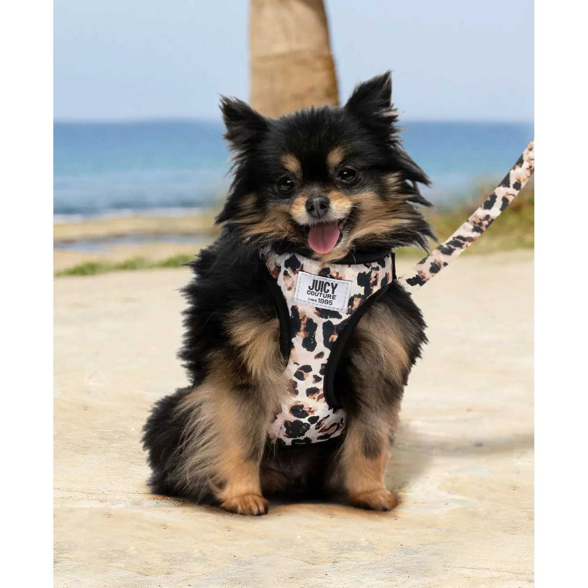 Harness & Leash Set B590450