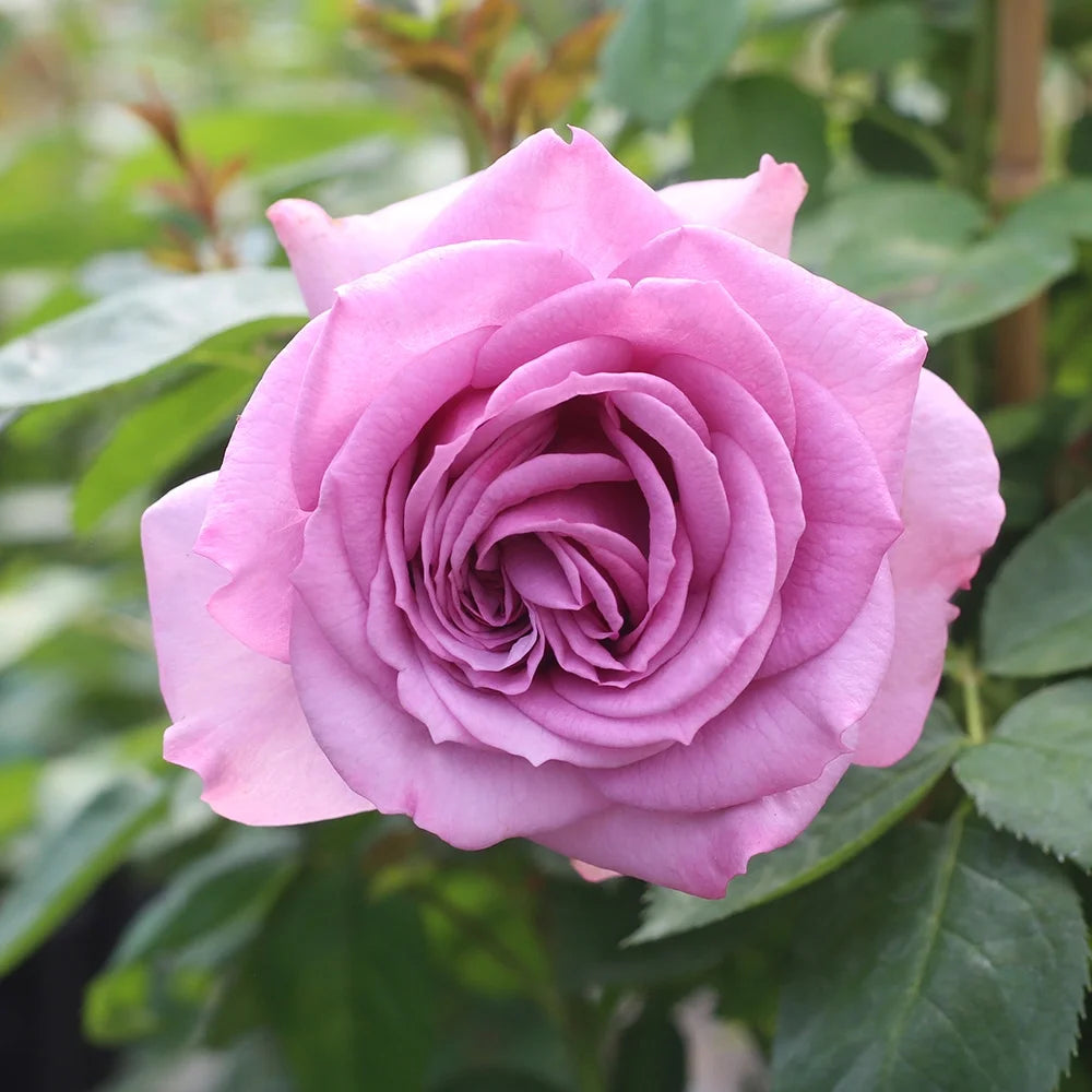 Purple Climbing Rose Live Plant N510