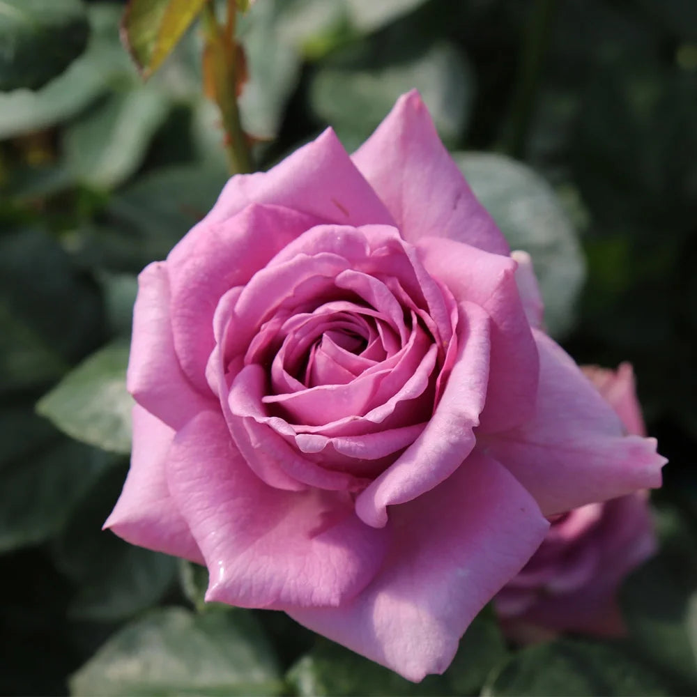 Purple Climbing Rose Live Plant N510