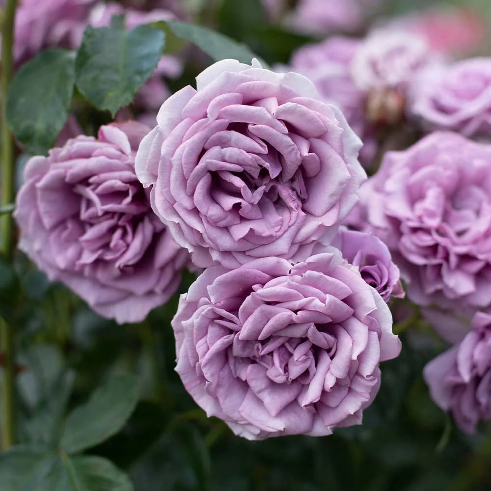 Purple Climbing Rose Live Plant N510