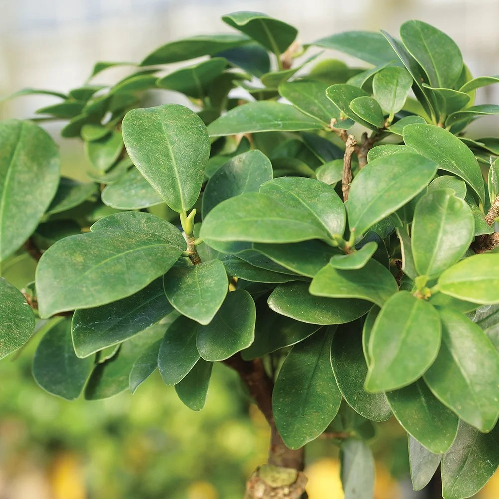Ginseng Grafted Ficus Bonsai E78055