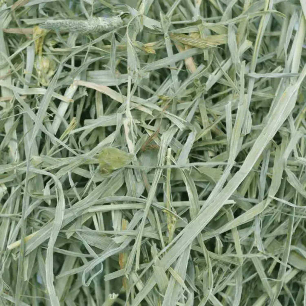 Timothy Meadow Hay U665